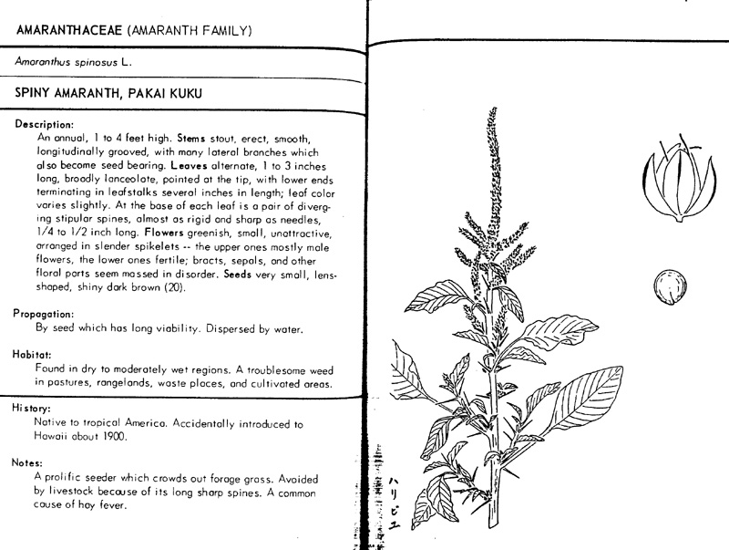 amaranthus
