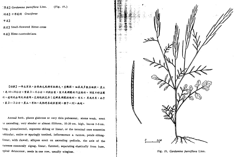 cardamine