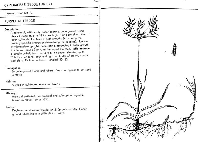 cyperus