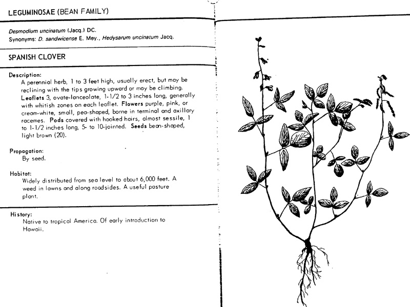 desmodium