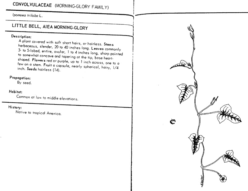 ipomoea