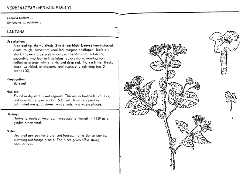 lantana