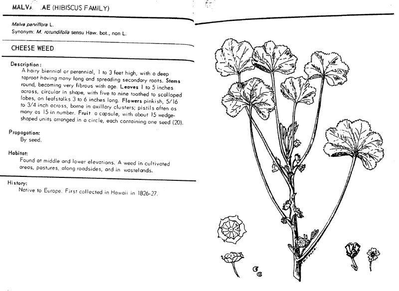 malva