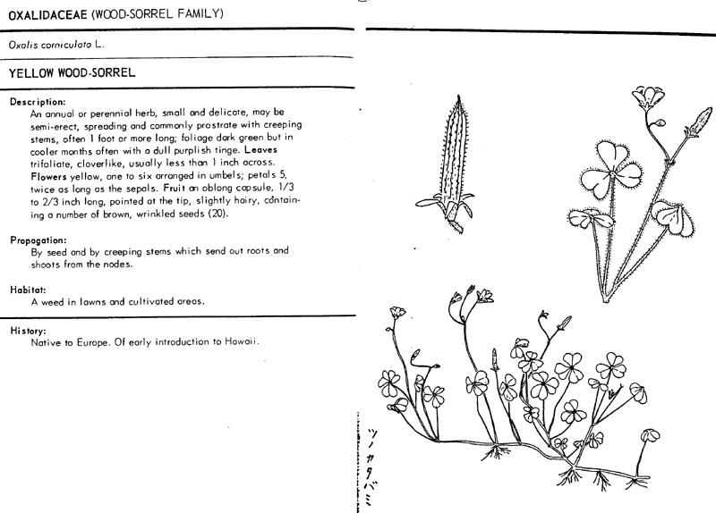oxalis