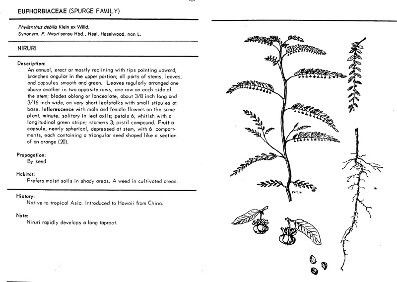 phyllanthus