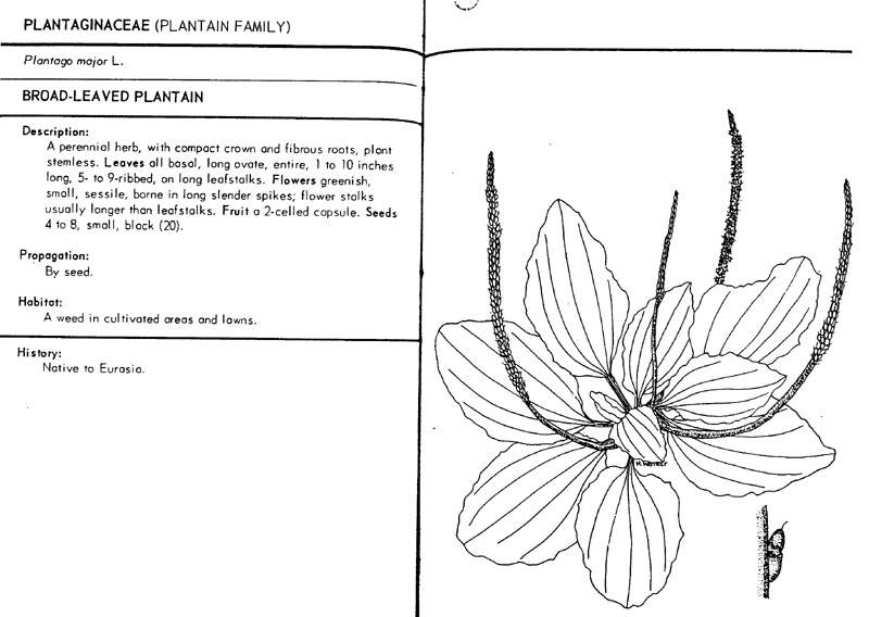 plantago