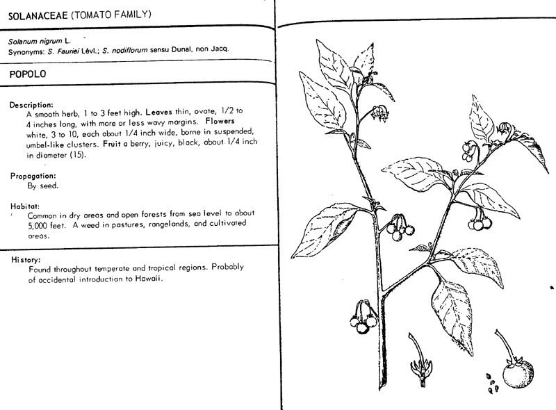 solanum