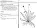 plantago