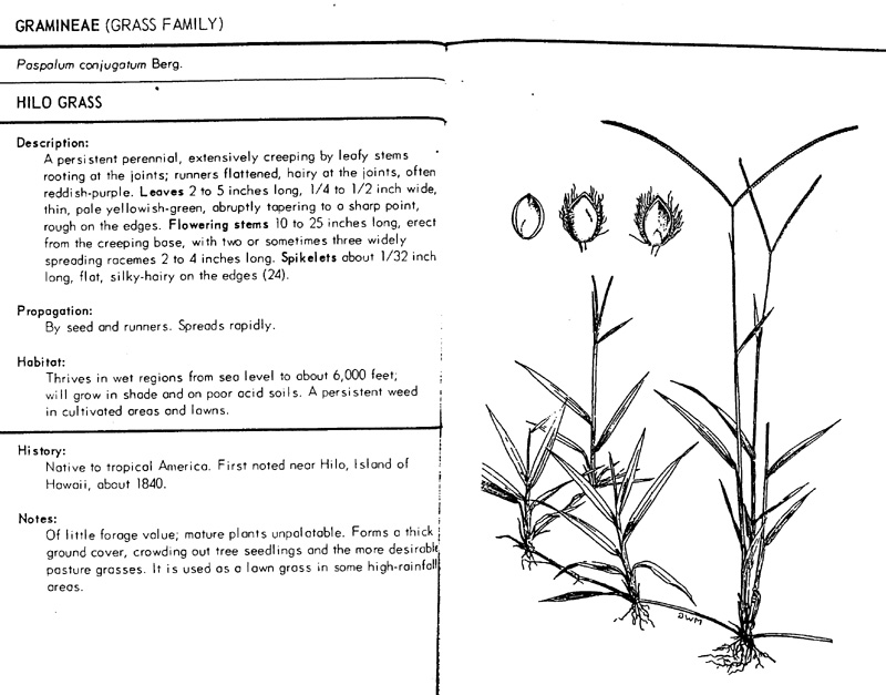 paspalum