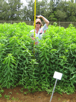 Dr. Deenik in sunnhemp trial