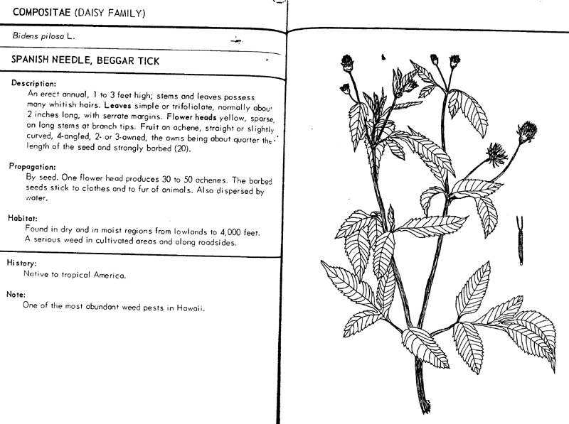 bidens