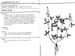 desmodium