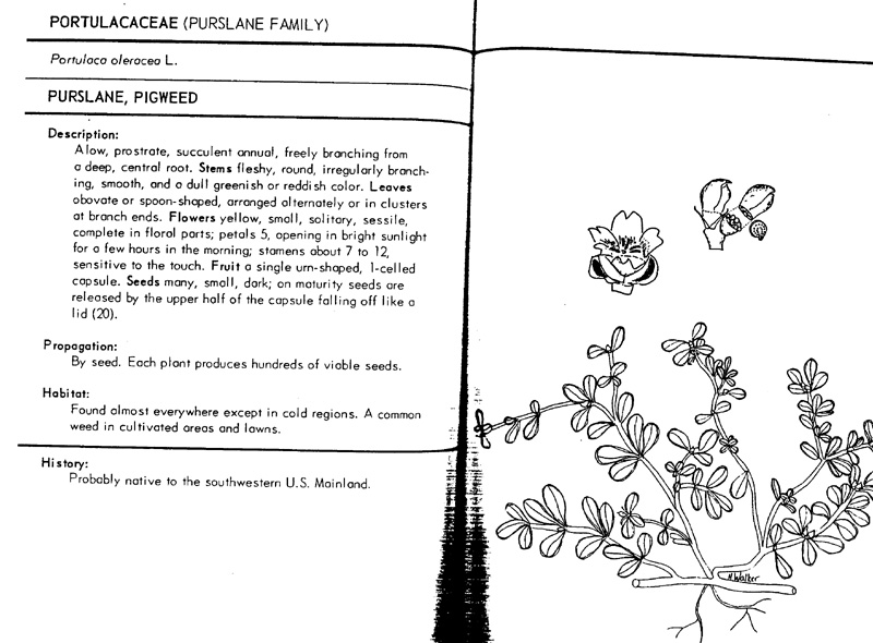 portulaca