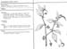 solanum