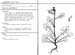 sonchus