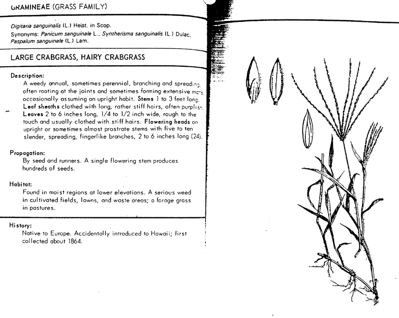 digitaria
