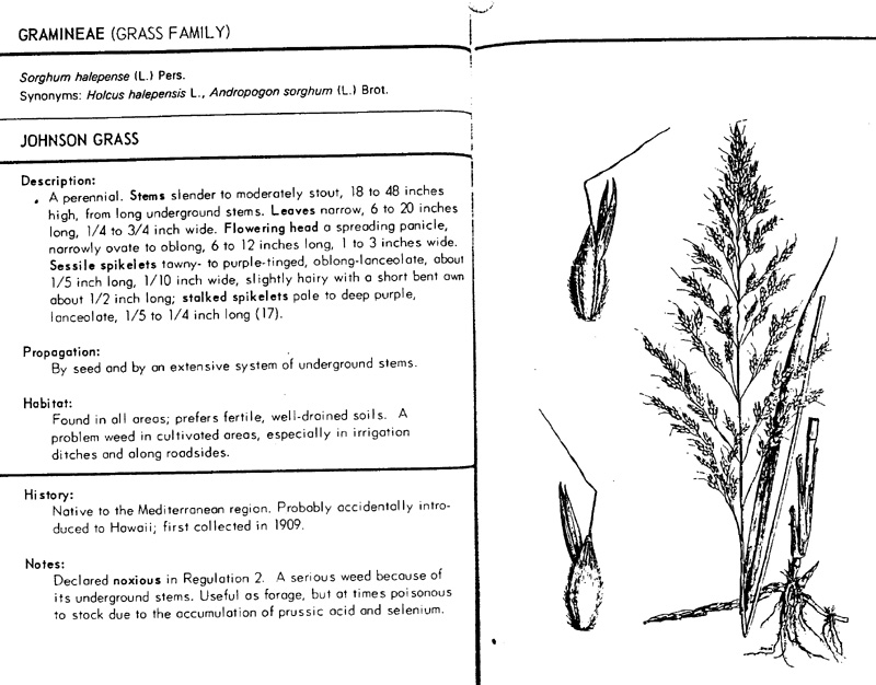 sorghum