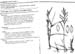 brachiaria