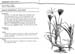 chloris