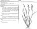 echinochloa