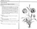 paspalum