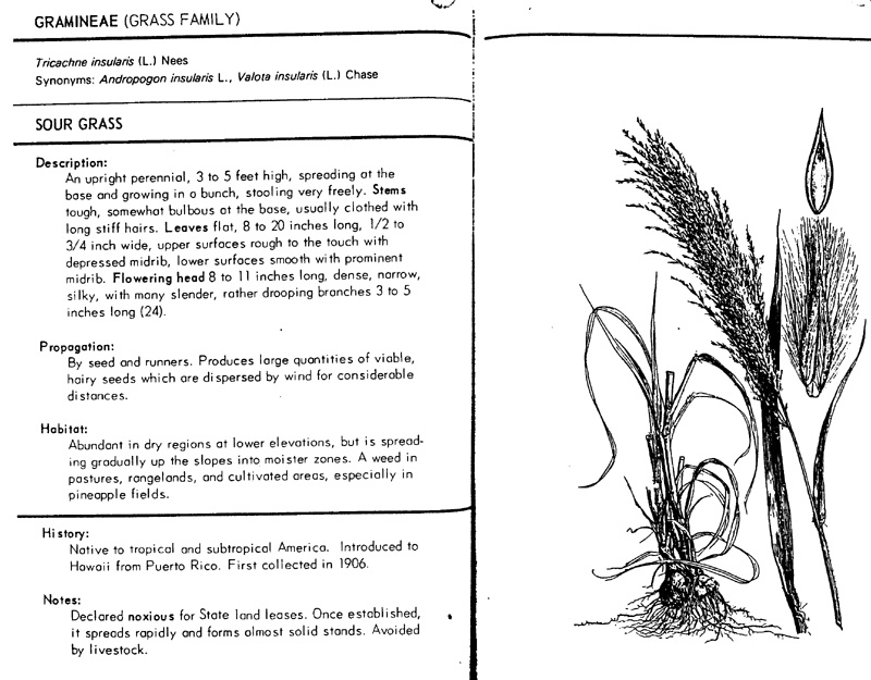digitaria
