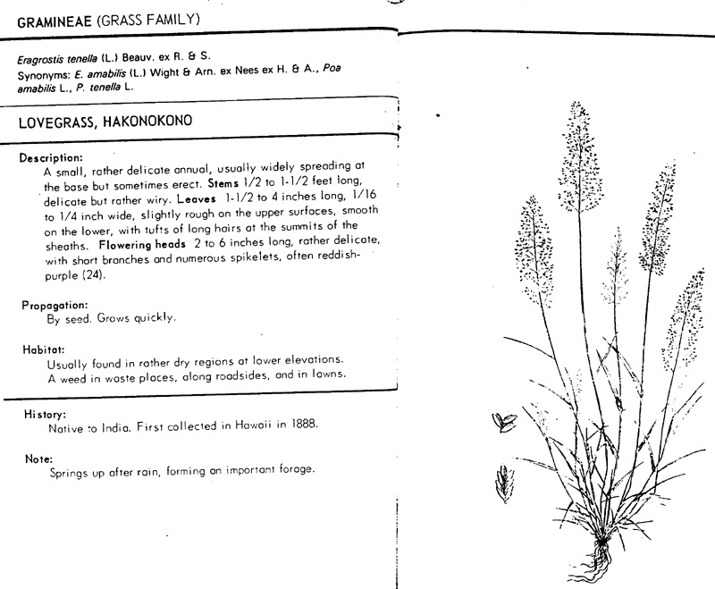 eragrostis