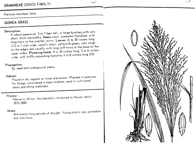 panicum