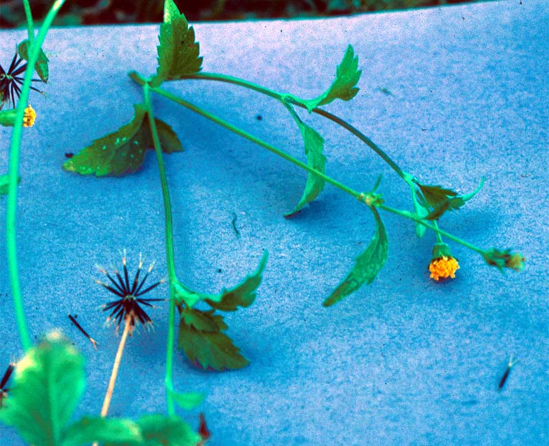 20 Bidens Pilosa Whl Plant With Seed And Flwrs