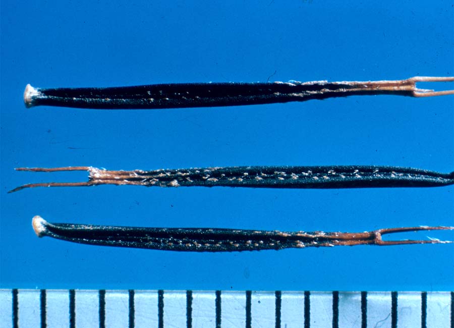 21 Bidens Pilosa Close Of Seeds