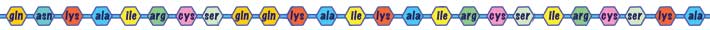 chain of amino acids that will fold into protein