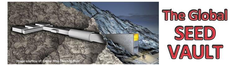 diagram of global seed vault that is built deep into a mountain