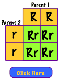 Punnett square showing homozygous cross. All offspring are heterozygous.
