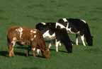 3 cows.jpg (6485 bytes)