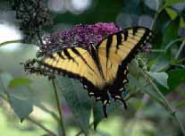 Butterfly.jpg (10938 bytes)