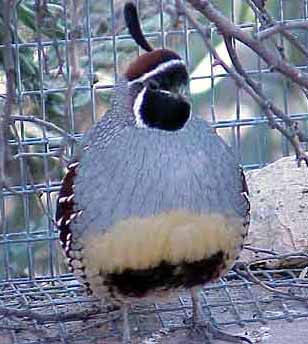 Quail.jpg (27339 bytes)