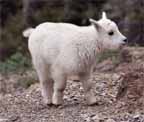 baby sheep.jpg (8933 bytes)