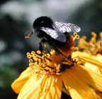 bee.jpg (9817 bytes)