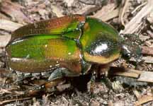 beetle.jpg (14573 bytes)