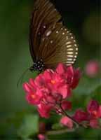 butterfly3.jpg (7201 bytes)