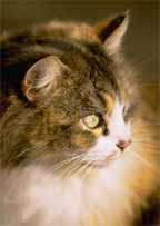 cat.jpg (7847 bytes)