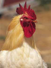 chicken.jpg (9125 bytes)