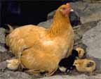 chickens.jpg (8023 bytes)
