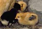 chicks.jpg (7022 bytes)