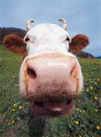 cow.jpg (9024 bytes)