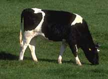 cow2.jpg (8859 bytes)