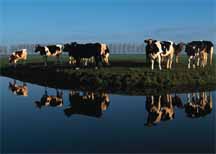 cows.jpg (8212 bytes)