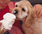 dog ice cream.jpg (7010 bytes)
