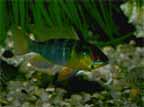 fish2.jpg (7506 bytes)