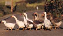 geese.jpg (8902 bytes)